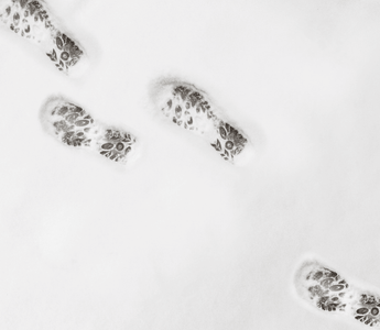 Footsteps appear in snow with one large step likely from unsticking balls from thighs