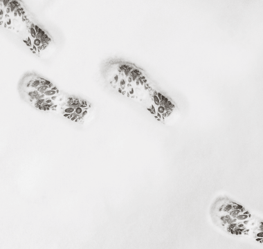 Footsteps appear in snow with one large step likely from unsticking balls from thighs